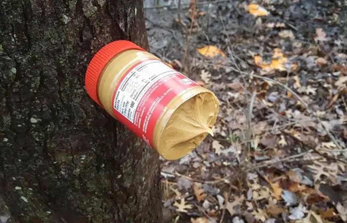 How To Attract Deer With Peanut Butter