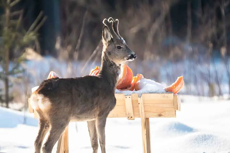deer eating pumpkin