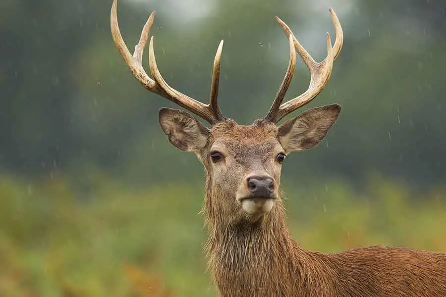 deer in the rain
