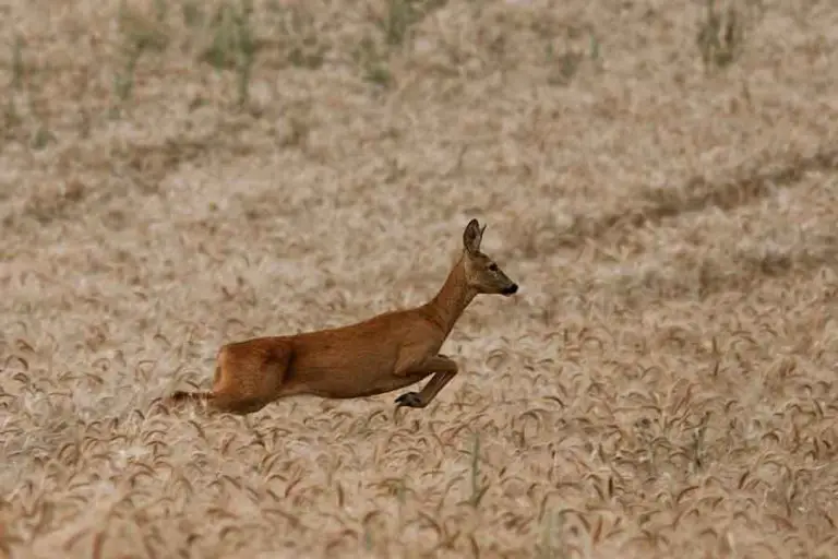 How Fast Can A Deer Run?