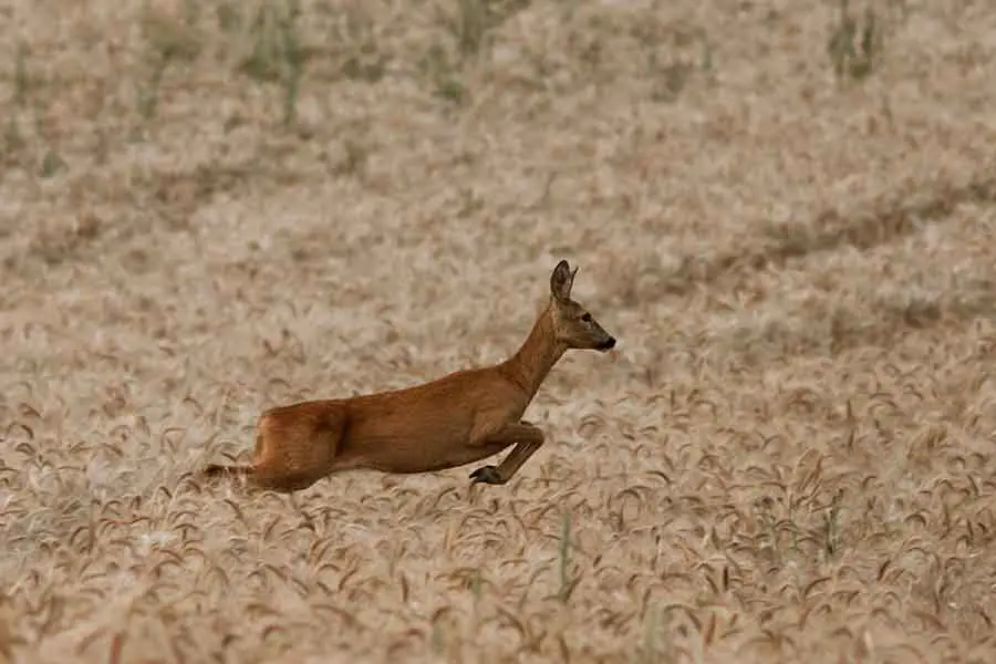 deer jumping in a field