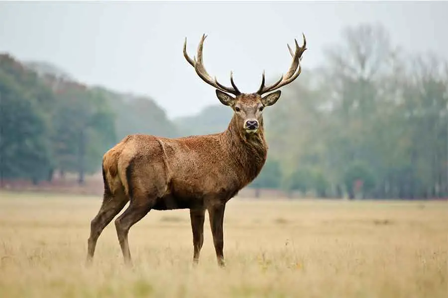 large deer in field