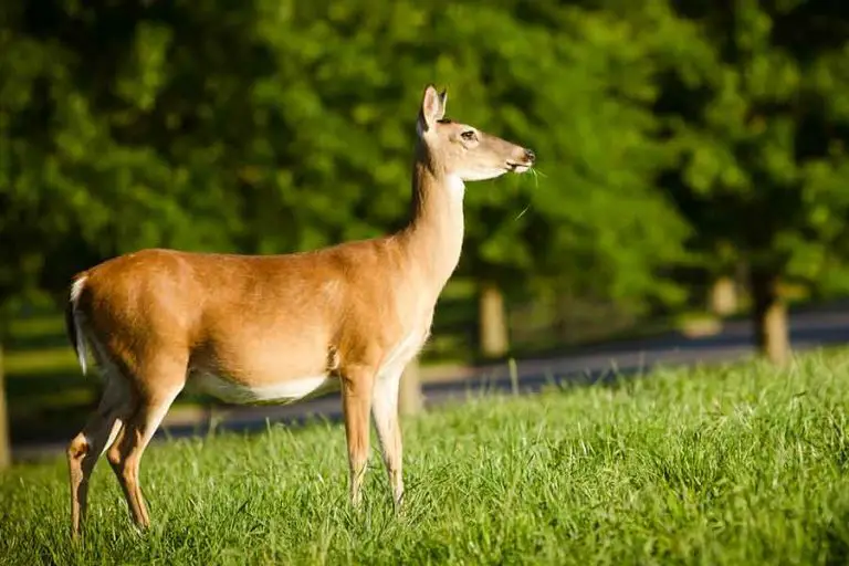 How Long Are Deer Pregnant?