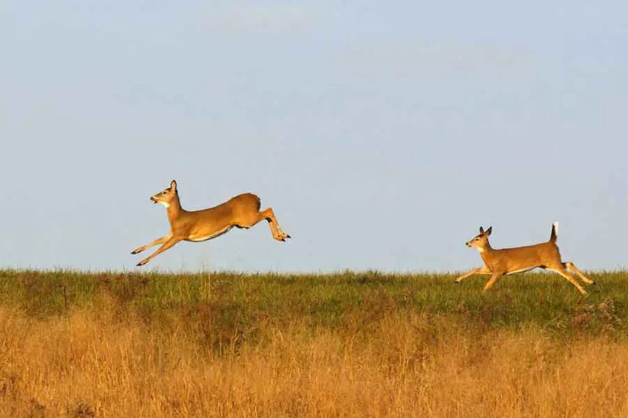 two deer jumping in a field