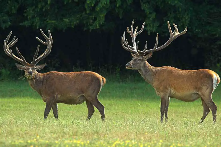 two large deer