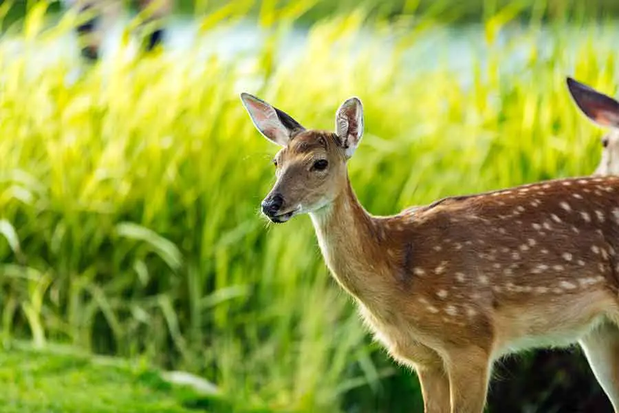 young deer in grass